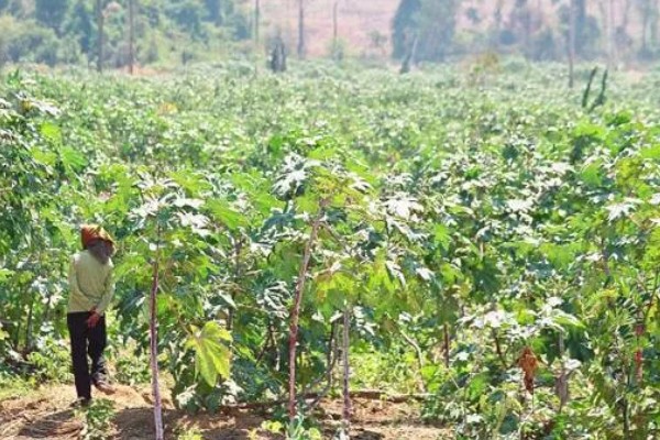 能不能种蓖麻，用途较多允许种植