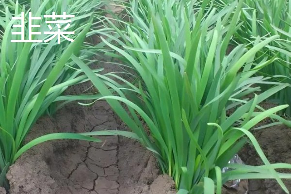 4月份适合种什么青菜，适合种植韭菜、西红柿等