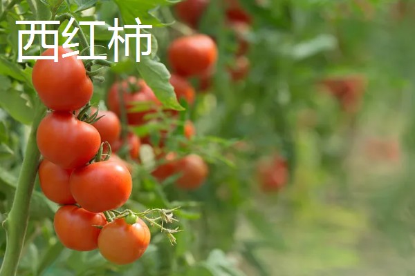 4月份适合种什么青菜，适合种植韭菜、西红柿等