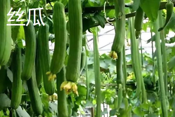 4月份适合种什么青菜，适合种植韭菜、西红柿等