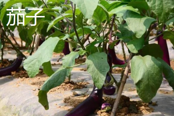 4月份适合种什么青菜，适合种植韭菜、西红柿等
