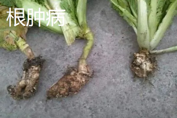 4月份适合种什么青菜，适合种植韭菜、西红柿等