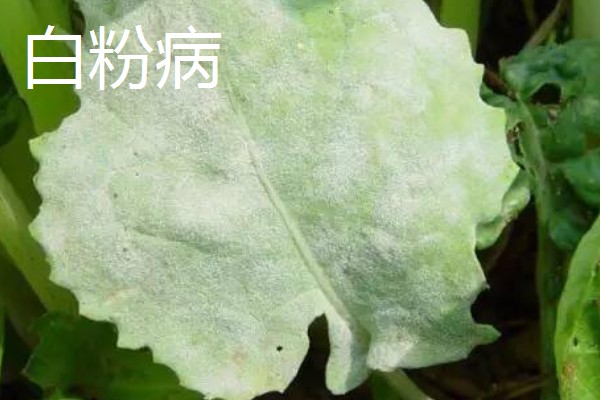 4月份适合种什么青菜，适合种植韭菜、西红柿等