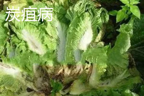 4月份适合种什么青菜，适合种植韭菜、西红柿等