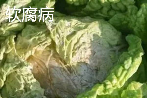 4月份适合种什么青菜，适合种植韭菜、西红柿等