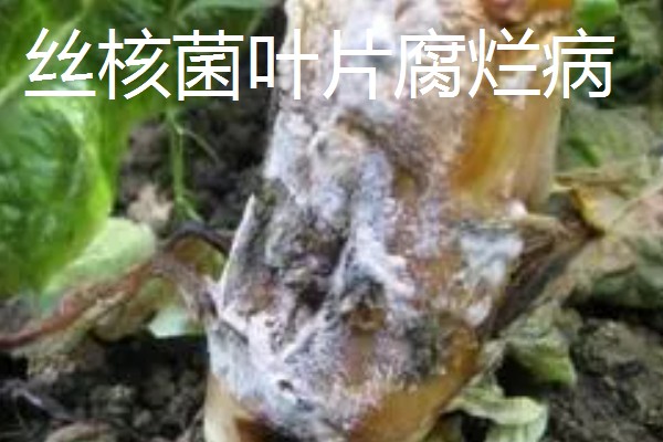 4月份适合种什么青菜，适合种植韭菜、西红柿等