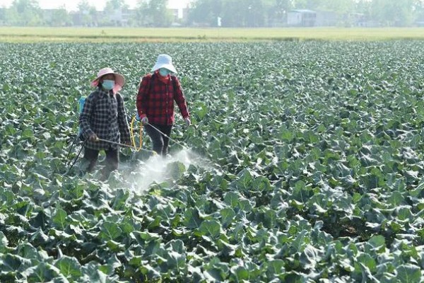 4月份适合种什么青菜，适合种植韭菜、西红柿等