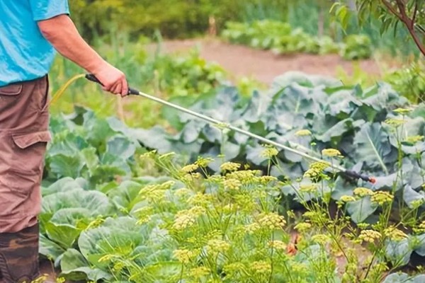 4月份适合种什么青菜，适合种植韭菜、西红柿等