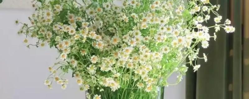 小雏菊怎样插在花瓶，使用透明的玻璃瓶养为佳