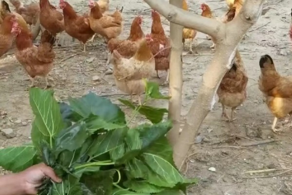 桑叶喂鸡的作用，可以提高产蛋率