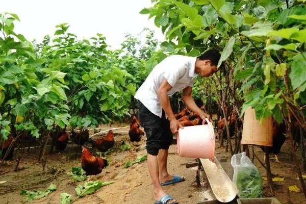 桑叶喂鸡的作用，可以提高产蛋率