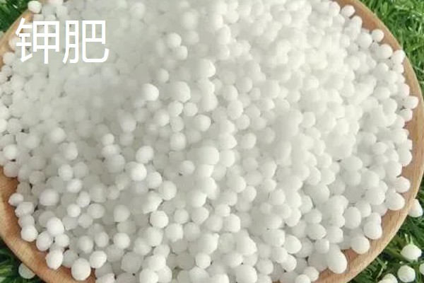 可以促进根系生长的肥料是什么，含有氮、磷的肥料都能促进根系发育