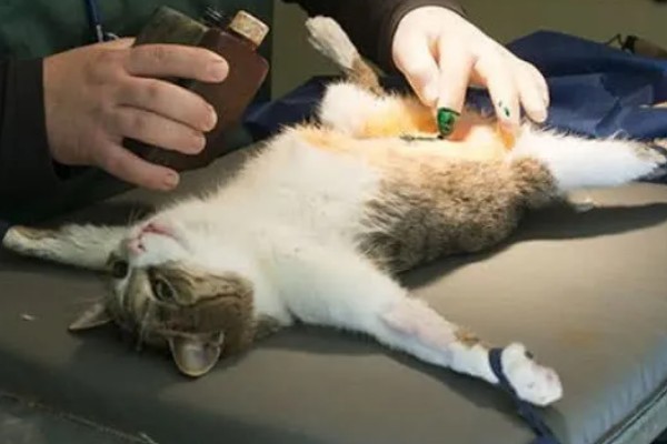 发情猫咪如何护理,需要给其多补充点营养