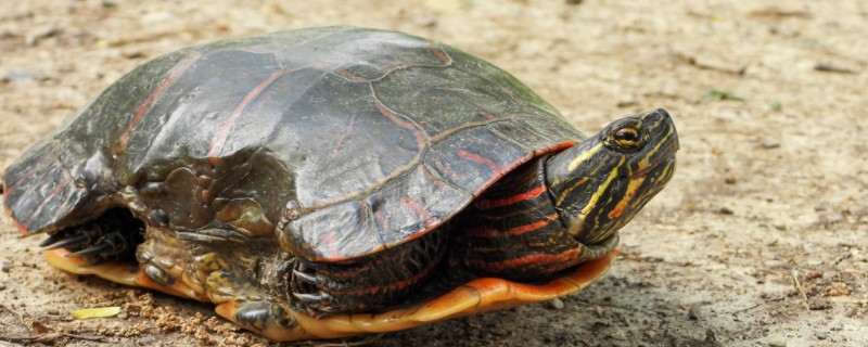 乌龟冬眠吗，大多数的乌龟都会进入冬眠