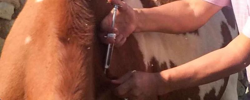 牛口蹄疫疫苗的用法，可以先进行小规模注射实验