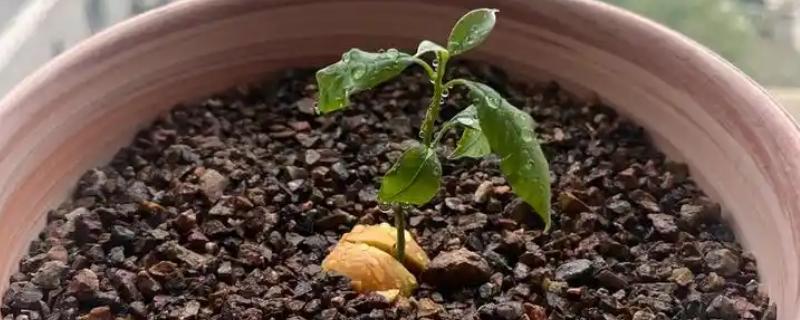 牛油果的养殖方法，对种子催芽后再播种