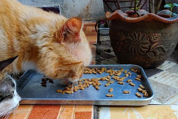 发情猫咪如何护理,需要给其多补充点营养