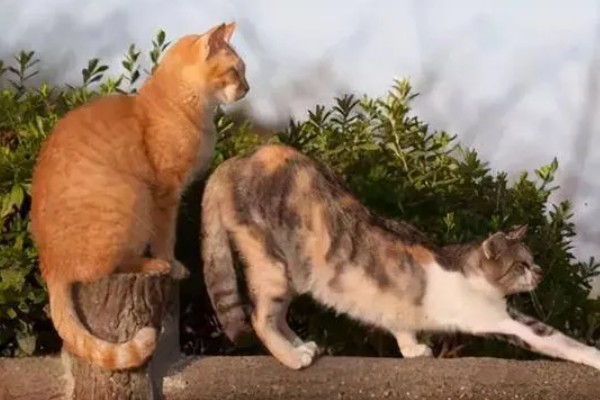 发情猫咪如何护理,需要给其多补充点营养
