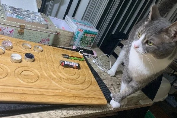 发情猫咪如何护理,需要给其多补充点营养