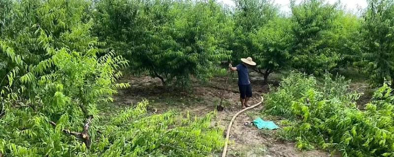 桃树被水淹过怎么解救，需及时挖排水沟