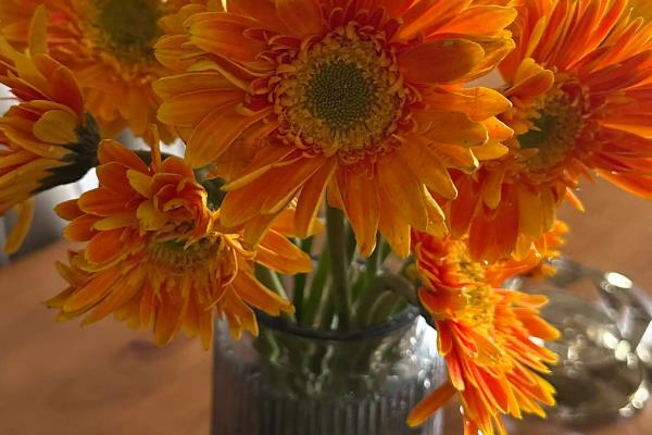 扶郎花水养存活时间，可存活20-30天左右