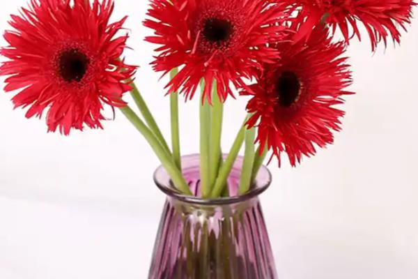 扶郎花水养存活时间，可存活20-30天左右