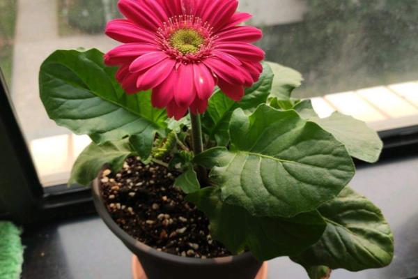 扶郎花水养存活时间，可存活20-30天左右