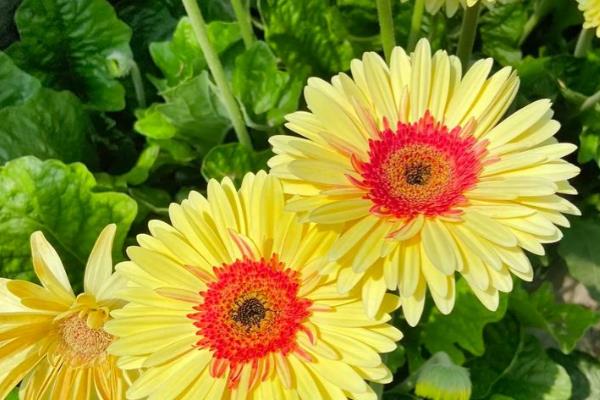 扶郎花水养存活时间，可存活20-30天左右