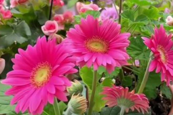 扶郎花水养存活时间，可存活20-30天左右