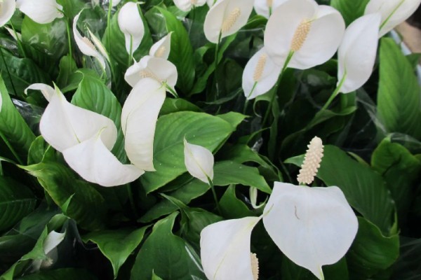 一帆风顺何时开花，花期为5-8月份