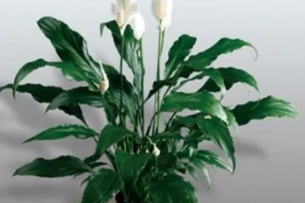 一帆风顺何时开花，花期为5-8月份