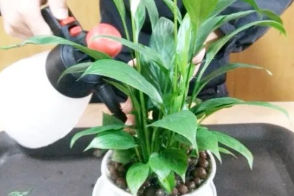 一帆风顺何时开花，花期为5-8月份