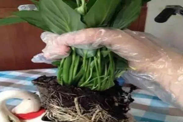 一帆风顺何时开花，花期为5-8月份