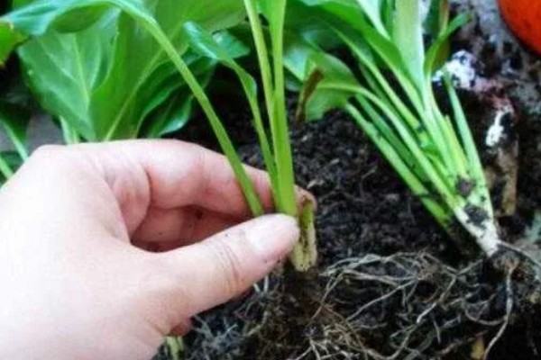 一帆风顺何时开花，花期为5-8月份