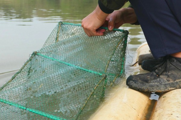 地笼捕河虾选择哪种诱饵，鸡骨头、羊骨头都是适宜选择