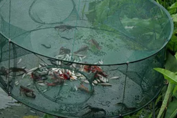 地笼捕河虾选择哪种诱饵，鸡骨头、羊骨头都是适宜选择