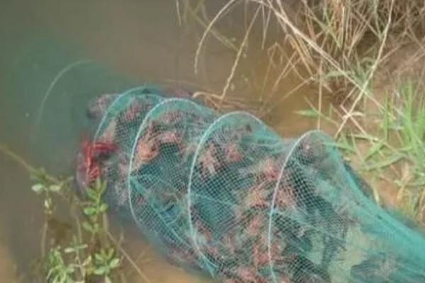 地笼捕河虾选择哪种诱饵，鸡骨头、羊骨头都是适宜选择