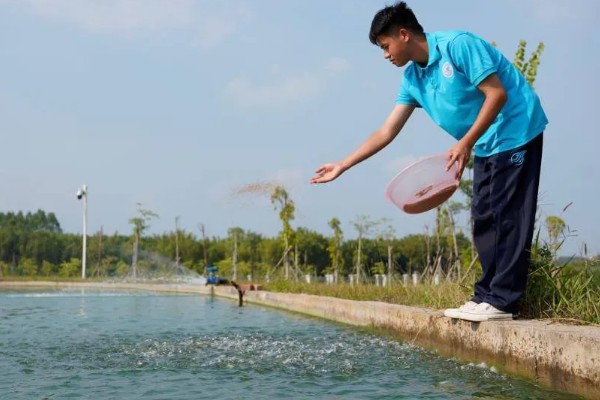大闸蟹怎么养,将池水深度保持在70-80厘米