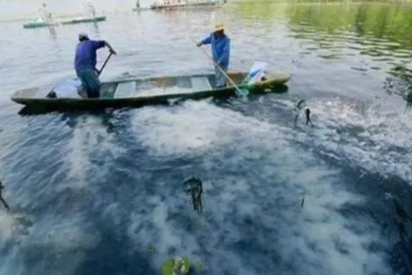 大闸蟹怎么养,将池水深度保持在70-80厘米