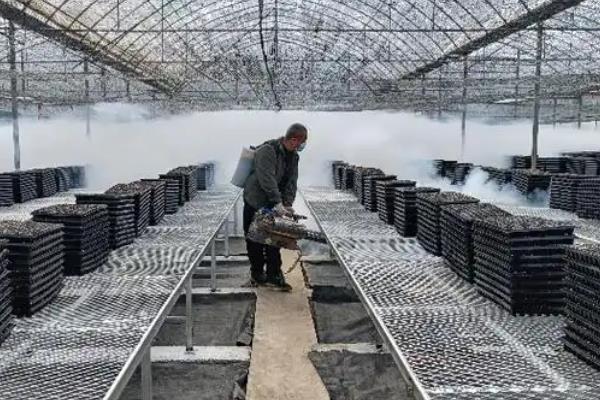 怎么用羊粪种植口蘑，铺好羊粪再接种