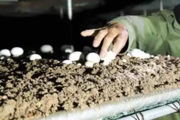 怎么用羊粪种植口蘑，铺好羊粪再接种