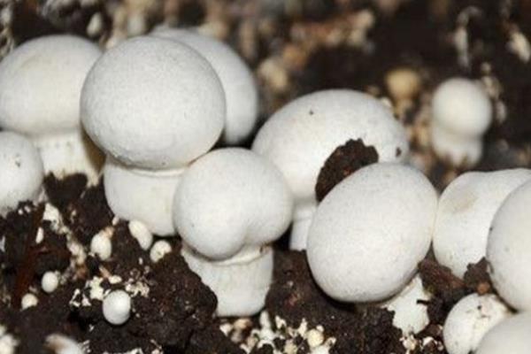 怎么用羊粪种植口蘑，铺好羊粪再接种