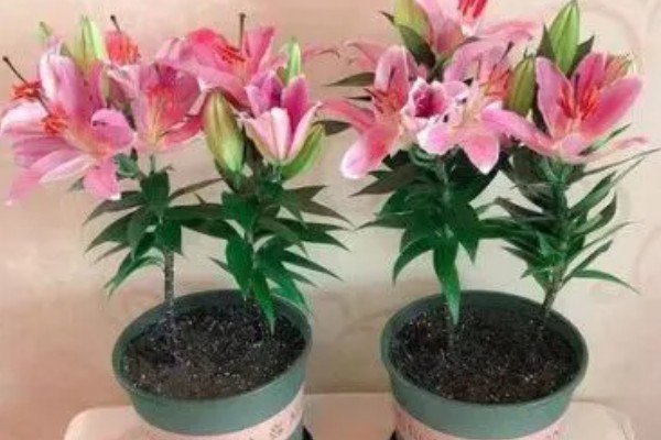 怎么养殖盆栽百合花，每隔3-5天给植株浇水一次