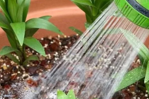 怎么养殖盆栽百合花，每隔3-5天给植株浇水一次