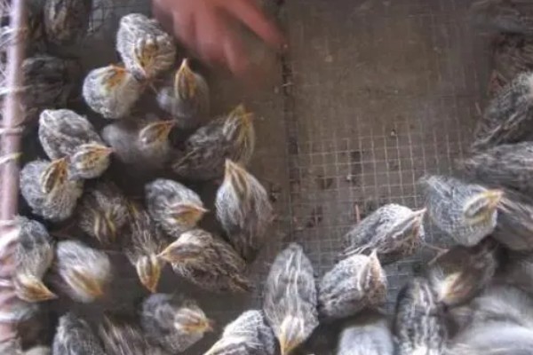 大棚鹌鹑怎么养殖,对仔鹌鹑投喂粗料