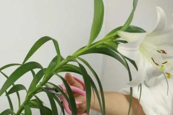 怎么养殖盆栽百合花，每隔3-5天给植株浇水一次