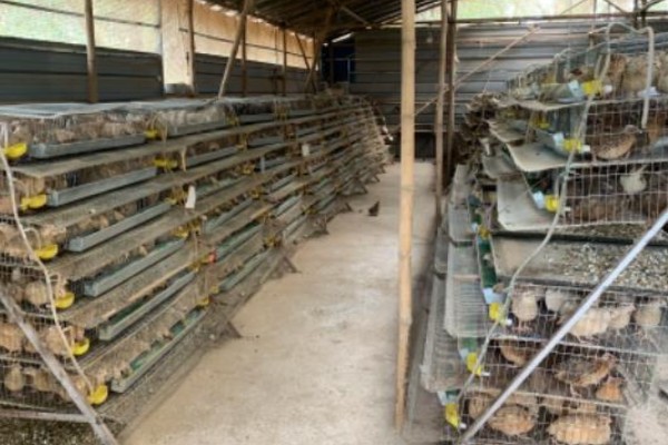 大棚鹌鹑怎么养殖,对仔鹌鹑投喂粗料