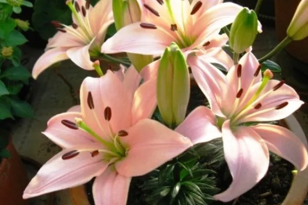 怎么养殖盆栽百合花，每隔3-5天给植株浇水一次