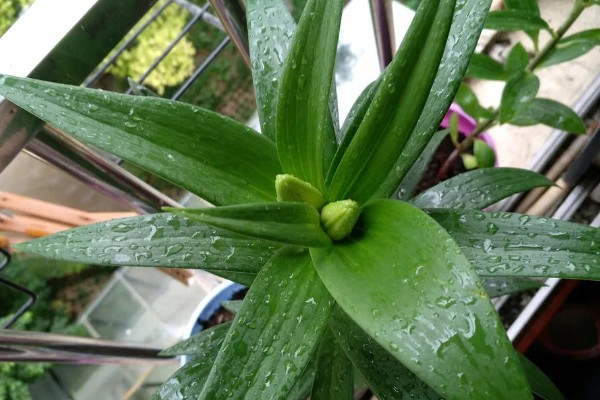 怎么养殖盆栽百合花，每隔3-5天给植株浇水一次