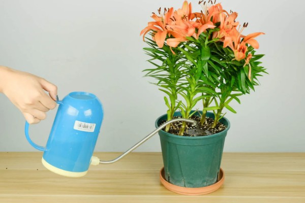 怎么养殖盆栽百合花，每隔3-5天给植株浇水一次